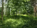 dazu-dzialka-z-lasem-na-wylacznosc-blisko-aglomeracji-003bb7-zdjecie-4