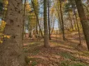 dazu-wyjatkowa-oferta-prywatny-las-81-arow-w-ostruszy-w-malopolsce-76e08b-zdjecie-4