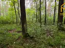 dazu-duza-dzialka-lesna-w-gminie-osiek-d33b4f-zdjecie-4
