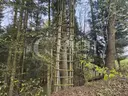 dazu-twoja-wlasna-czesc-natury-majatek-ktorego-nie-da-sie-dodrukowac-d0d0ad-zdjecie-13