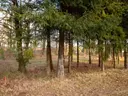 dazu-dzialka-budowlana-koszecin-1024m2-ul-slowikow-2c0721-zdjecie-9