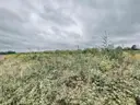 dazu-dzialki-budowlane-1000-m2-wz-projekt-domu-e11b90-zdjecie-12