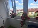 dazu-2-pokoje-443-m2-polkowice-ul-3-maja-0495a9-zdjecie-5