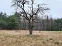 dazu-dzialka-1900-m2-pienki-cc42ee-zdjecie-5
