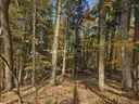 dazu-wyjatkowa-oferta-prywatny-las-81-arow-w-ostruszy-w-malopolsce-76e08b-zdjecie-8