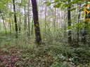 dazu-duza-dzialka-lesna-w-gminie-osiek-d33b4f-zdjecie-3