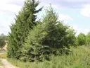 dazu-dzialka-35-arow-wydane-wz-raclaw-bd0bf6-zdjecie-8