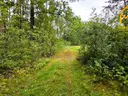 dazu-duza-dzialka-lesna-w-gminie-osiek-d33b4f-zdjecie-6
