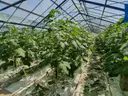 dazu-nieruchomosc-rolna-3983-ha-z-szklarniami-dluzyna-gorna-b7b9c3-zdjecie-9