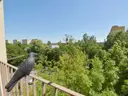 dazu-wynajem-4-pok-mieszkanie-z-balkonem-klimatyzacja-9a8958-zdjecie-9