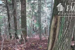dazu-strozowka-dzialka-lesna-095-ha-1152s-1294c3
